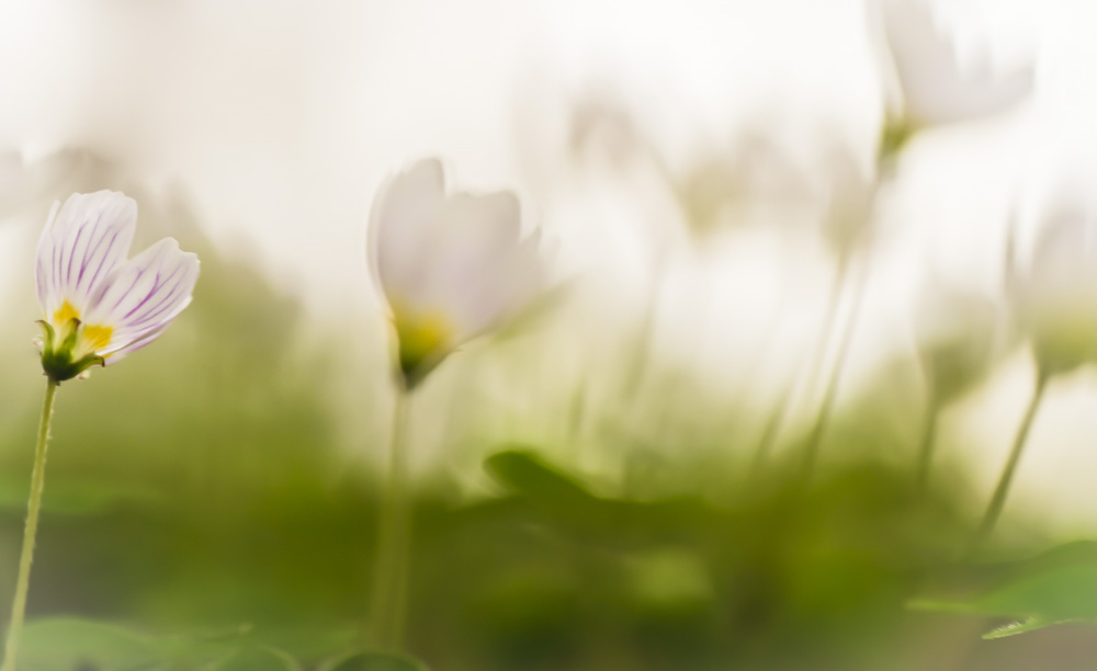 10. Platz Sieglinde Senser